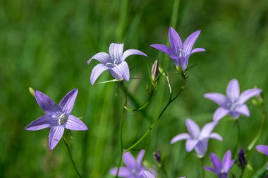 Bellflower çiçek çayır üzerinde yayılan Campanula patula grubu