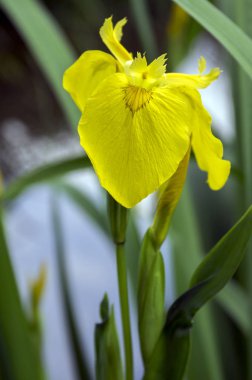 Iris pseudacorus çiçek, kır çiçekleri