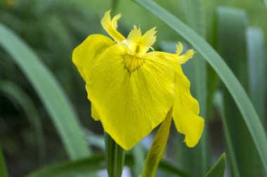 Iris pseudacorus çiçek, kır çiçekleri