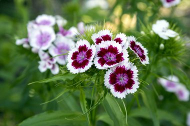 Dianthus Barbatus çiçek açtı