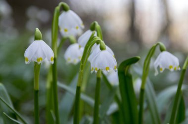 Göl vernum çiçekler, çayır üzerinde erken bahar kar taneleri