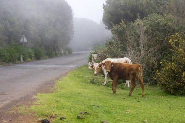 Madeira Adası mera üzerinde ineklerin