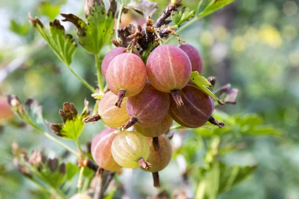 Mûrissement Des Groseilles Maquereau Rouges Sur Arbuste Fruits Sains Crus — Photo