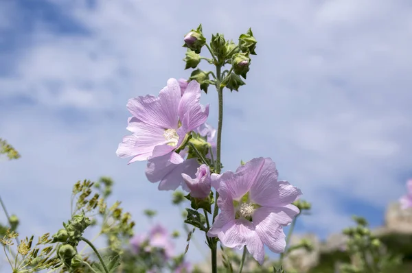 Malva Alcea Bloom Pembe Çiçek Yaprakları Ile Kök Üzerinde — Stok fotoğraf