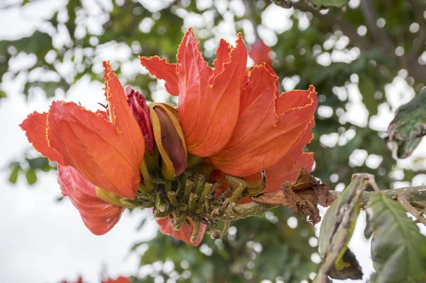 Spathodea Campanulata También Llamado Tuliptree Africano Árbol Con Hermosas Flores — Foto de Stock
