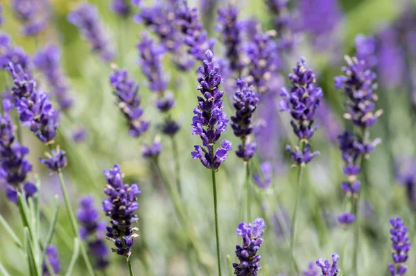 Lavandula Angustifolia Cacho Flores Flor Roxo Perfumado Planta Floração Fundo — Fotografia de Stock