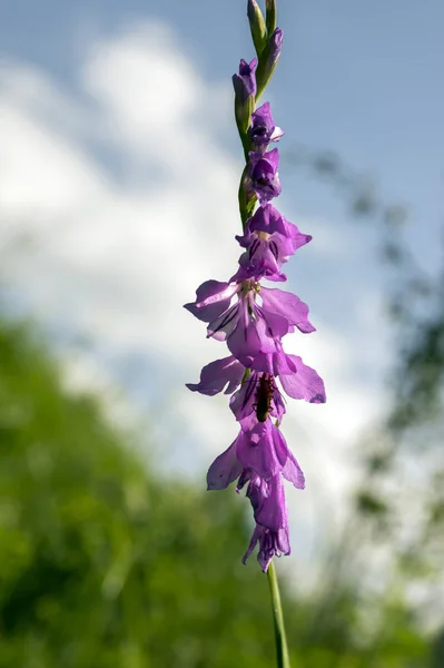 Gladiolus Imbricatus Sword Lily Perennial Cormous Flowering Plant Bloom — Stock Photo, Image