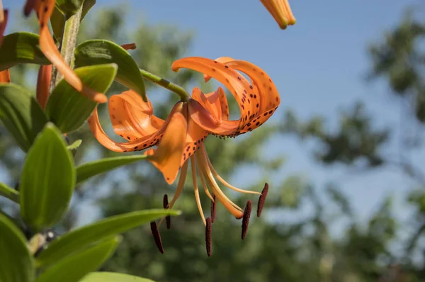 Lilyum Lancifolium Güzel Çiçekler Çiçek Süs Turuncu Çiçekli Bitki Mavi — Stok fotoğraf