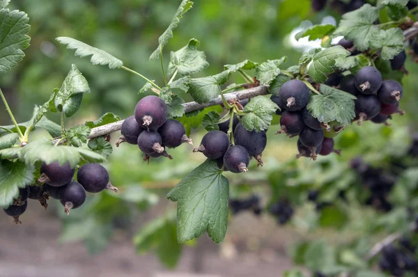 Ώριμου Μαύρου Jostaberries Μούρα Φρούτα Στον Κλάδο Bio Οργανικά Υγιής — Φωτογραφία Αρχείου