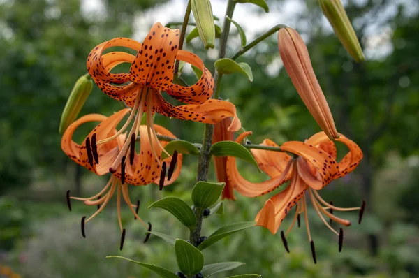 Lilium Lancifolium Hermosas Flores Flor Planta Ornamental Flores Color Naranja — Foto de Stock