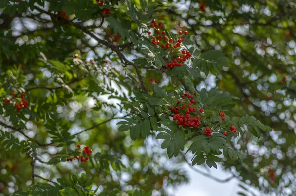 ナナカマド Aucuparia 秋の赤い果実緑のツリーには 青い空を背景葉します — ストック写真