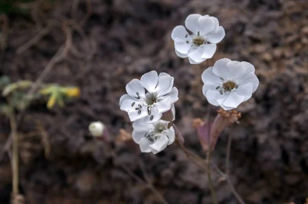 Silene Uniflora Beyaz Kır Çiçeği Çiçek Bitki Kahverengi Zemin Yetiştirme — Stok fotoğraf