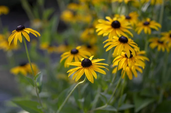 Rudbeckia Hirta Geel Bloem Met Zwart Bruin Centrum Bloei Zwarte — Stockfoto