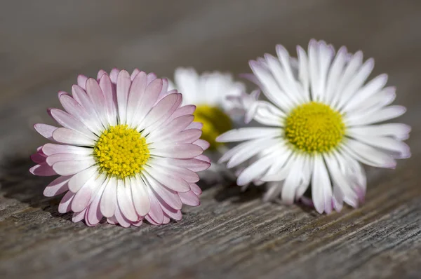 Fantastisk Bellis Bellis Perennis Blomma Huvuden Träbord Blommande Växter Med — Stockfoto