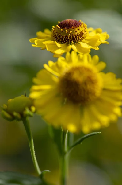 Helenium 水仙花常见 Sneezeweed 在开花 一束黄色的花朵 高灌木与叶子 两个开花 Flowerheads 绿色背景 — 图库照片