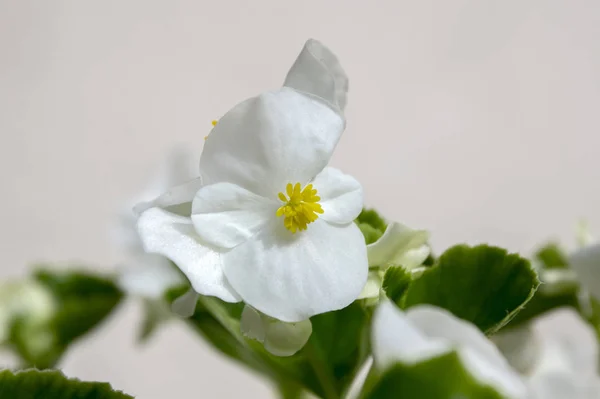 Begonia Cucullata Alba Flor — Foto de Stock