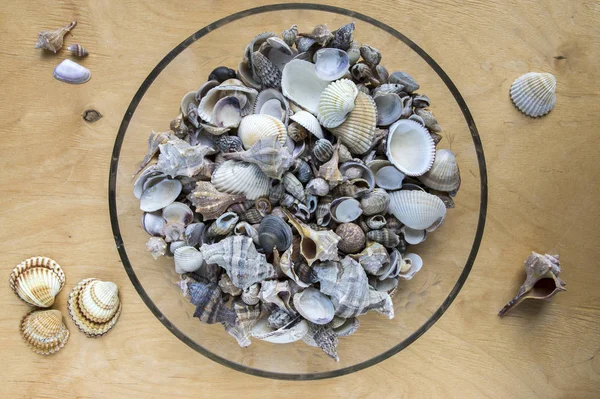 Sea shells in transparent glass bowl, interior decoration on wooden table