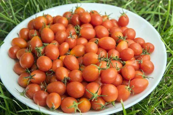 Tomates Cereja Selvagens Placa Branca Grama — Fotografia de Stock