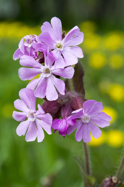 Silene Dioica Methes Pink Flower Bloom — стоковое фото
