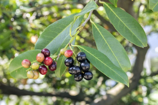 Prunus laurocerasus kiraz laurel çalı, meyve dalları üzerinde olgunlaşma