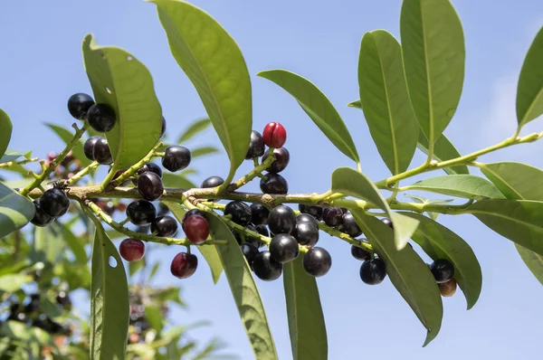 Prunus laurocerasus kiraz laurel çalı, meyve dalları üzerinde olgunlaşma