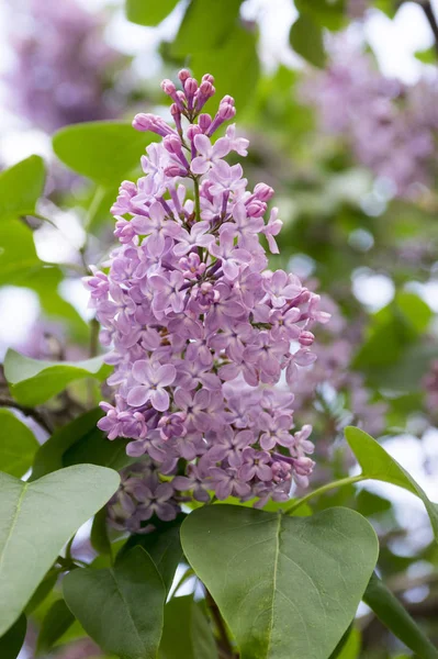 Syringa Vulgaris Lente Struik Bloei — Stockfoto