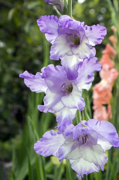 Gladiolus Hortulanus Zierblumen Blüte Violett Weiße Farbe — Stockfoto