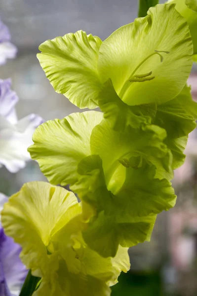 Gladiolus Hortulanus Flores Ornamentais Flor Cor Verde Amarelo — Fotografia de Stock