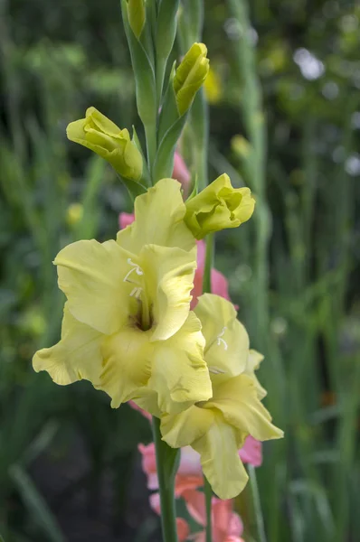 黄色の花 緑の色のグラジオラス Hortulanus 装飾用の花 — ストック写真