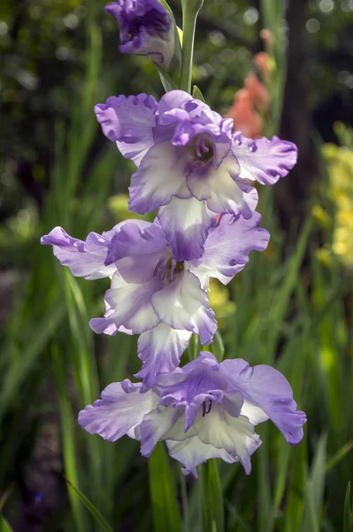 Gladiolus Hortulanus Zierblumen Blüte Violett Weiße Farbe — Stockfoto