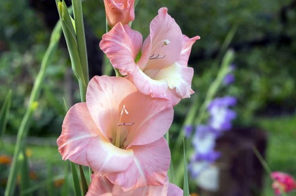 Gladiolus Hortulanus Декоративные Цветы Цвету Оранжевый Розовый Цвет — стоковое фото