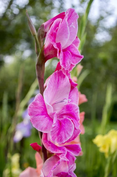 Gladiolus Hortulanus Flores Ornamentais Flor Cor Púrpura Rosa Brilhante — Fotografia de Stock