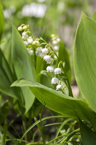 Convallaria Majalis Toxic Beautiful Forest Ornamental Flowers Bloom Leaves — Stock Photo, Image