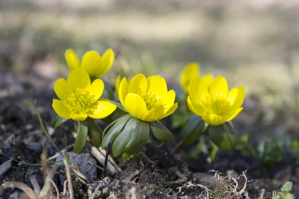 Detail Van Eranthis Hyemalis Vroege Lentebloemen Bloei Winter Monnikskap Groep — Stockfoto