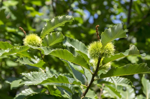 Castanea Sativa Κάστανα Κρυμμένα Ακανθώδης Cupules Νόστιμο Καφέ Καρύδια Marron — Φωτογραφία Αρχείου