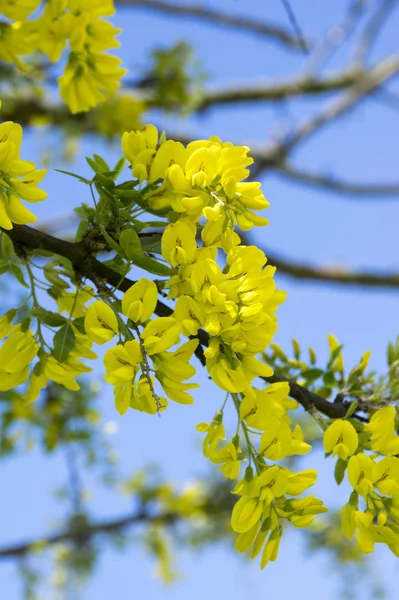 Laburnum Anagyroides Branches Arbustes Jaunes Ornementales Fleurs Contre Ciel Bleu — Photo