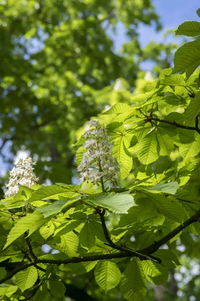 Aesculus Hippocastanum Ramas Flor — Foto de Stock