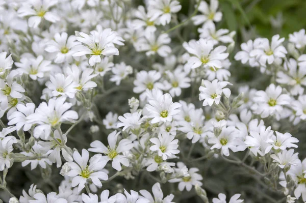 Sníh Létě Cerastium Tomentosum Květu Bílé Květy Pozadí — Stock fotografie