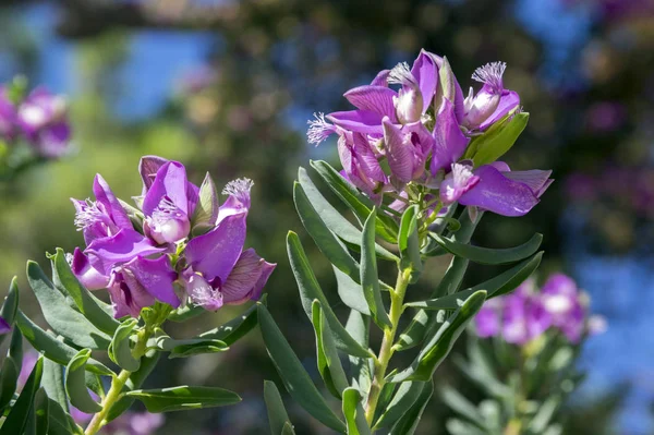 Dallarında pembe çiçekler olan poligala myrtifolia çalısı.