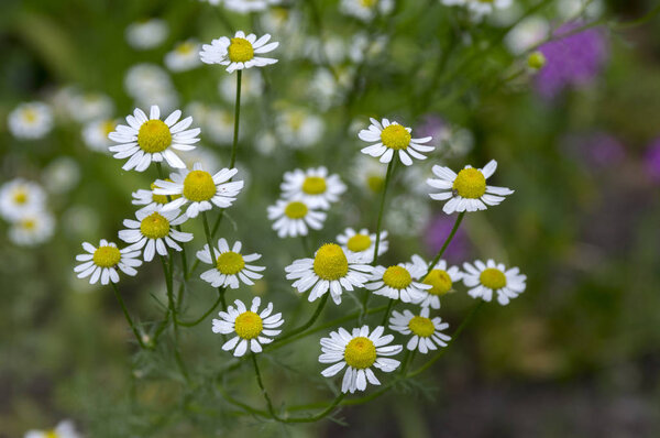 Matricaria chamomilla ароматизированные Mayweed в цвету
