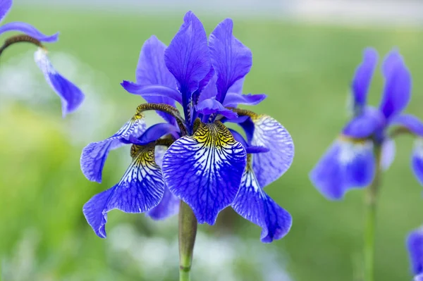 Iris sibirica Bloom, kır çiçekleri