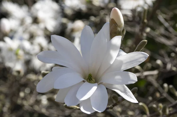 Magnolia Stellata Strauch Sternmagnolie Blüte — Stockfoto