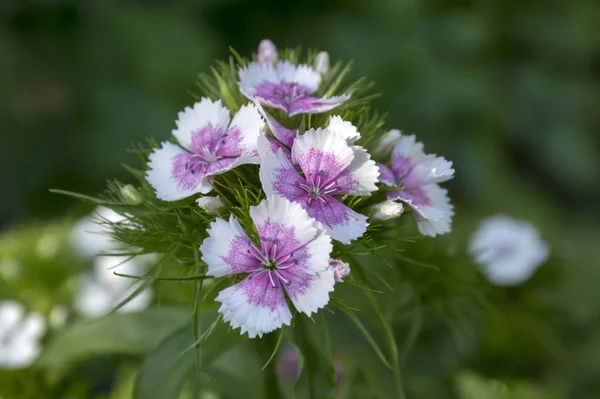 Dianthus Barbatus Blüht — Stockfoto