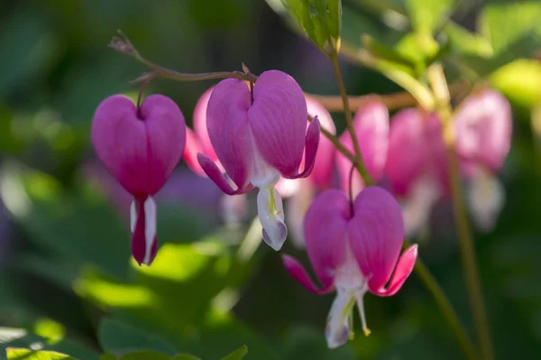 Dicentra Spectabilis Asiatische Blutende Herzen Herzförmige Blumen — Stockfoto
