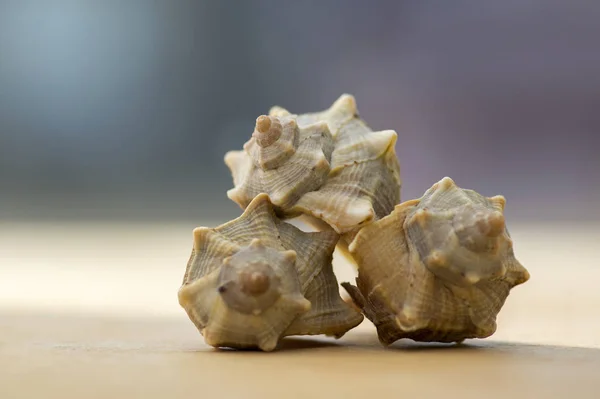 Three pleuroploca see shells decorations on wooden table in sunlight