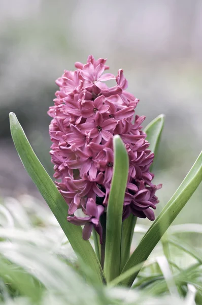 Hyacinthus, dark pink hyacinths plant, bulbous spring flower in bloom in the garden, green foliage — Stock Image Hyacinthus Dark Pink Hyacinths Plant Bulbous Spring Flower Bloom Garden Stock Photo