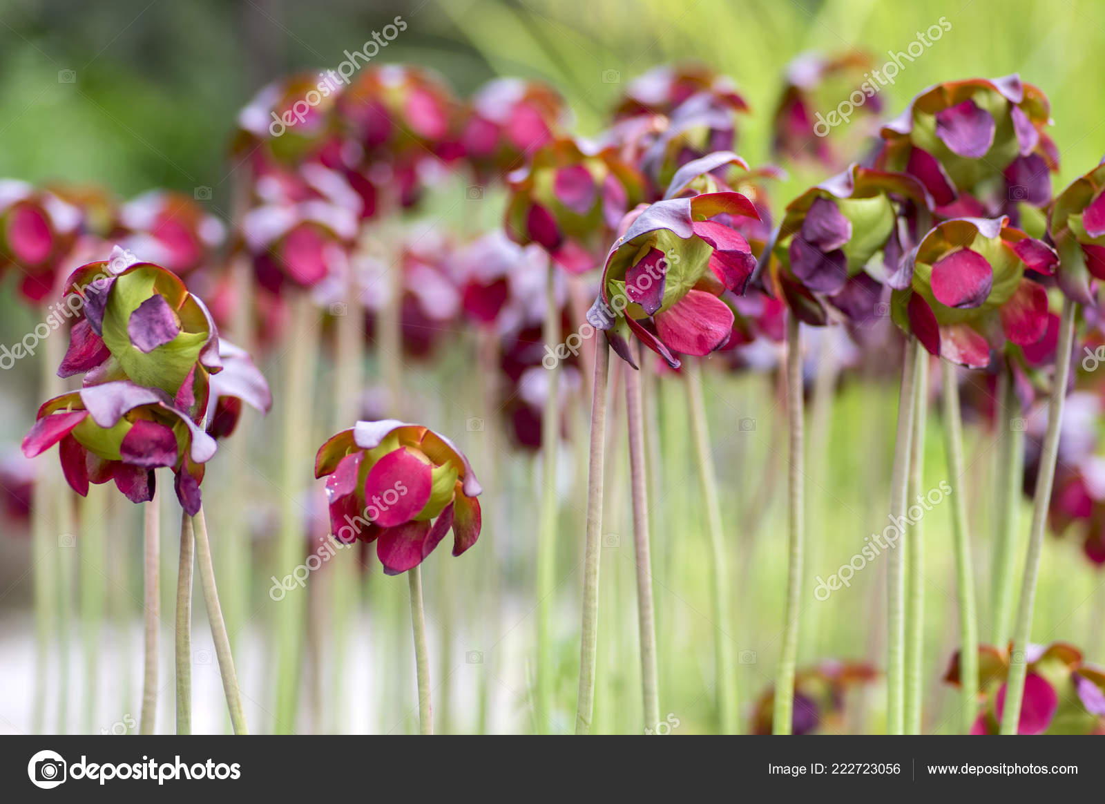 pitcher plant flower