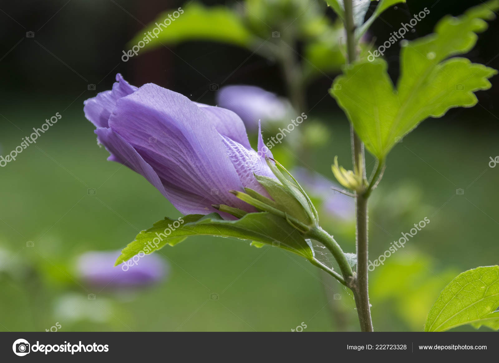 Arbuste Syriacus Hibiscus Fleurs Plante Fleurs Rose Pourpre