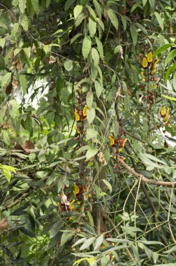 Dallar yaprakları ile beyaz ve koyu kırmızı asılı Thunbergia mysorensis, ilginç çiçek çiçeklenme çiçekler