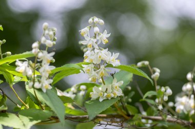 Deutzia gracilis çiçekler açan, yeşil yaprakları ile süs çalı çiçekli güzel beyaz
